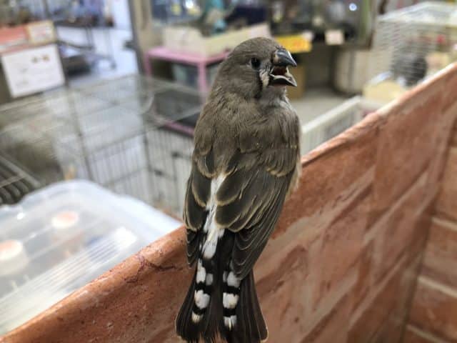 錦花鳥（キンカチョウ）