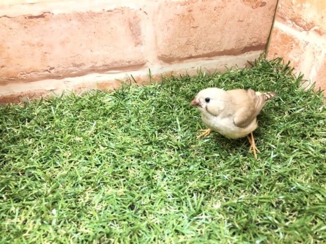 錦花鳥（キンカチョウ）
