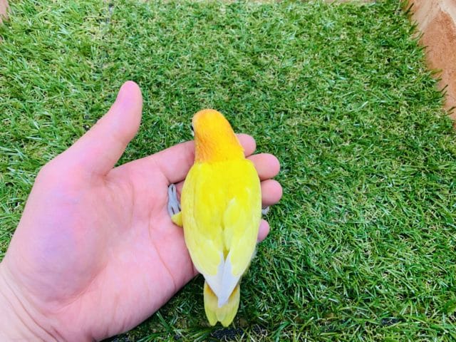 綺麗なカラー♪♪ ヤマブキイエローボタンインコ入舎です!! ヤマブキボタンインコ