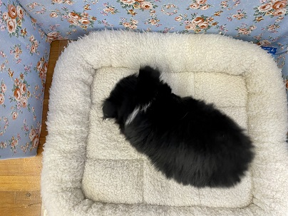 チワマル（マルチワ）