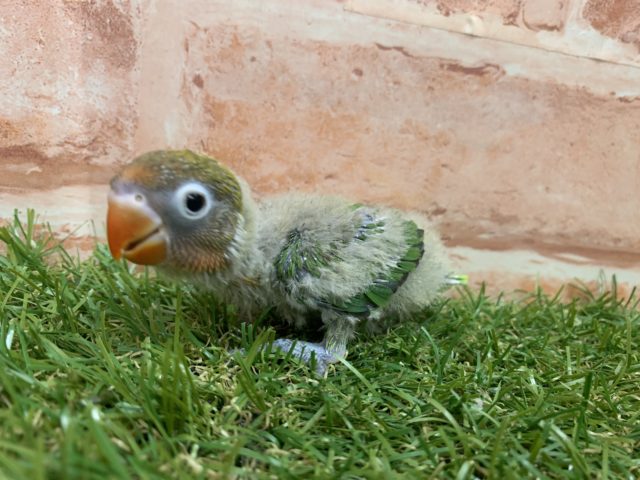 久しぶりの入荷!! キエリボタンインコちゃん入舎です!! R4 7/22撮影 ボタンインコ