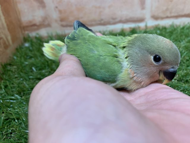 コザクラインコ（小桜インコ）