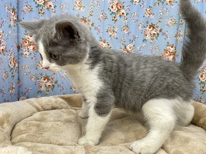 スコティッシュフォールド