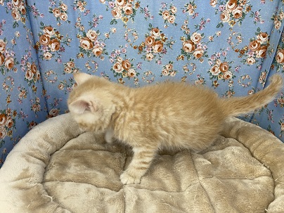 スコティッシュフォールド