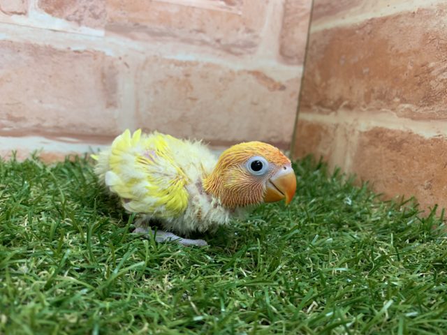 綺麗なカラー♪♪ ヤマブキイエローボタンインコ入舎です!! ヤマブキボタンインコ