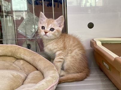 スコティッシュフォールド