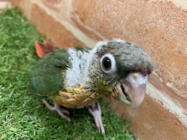 ワキコガネウロコインコ