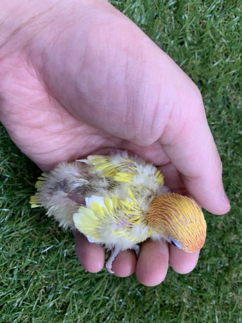 綺麗なカラー♪♪ ヤマブキイエローボタンインコ入舎です!! ヤマブキボタンインコ