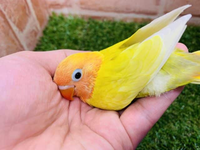 綺麗なカラー♪♪ ヤマブキイエローボタンインコ入舎です!! ヤマブキボタンインコ