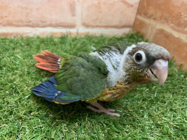 ワキコガネウロコインコ