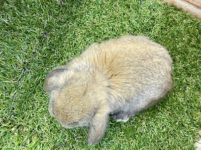 ホーランドロップ