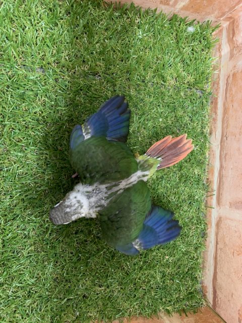 ワキコガネウロコインコ