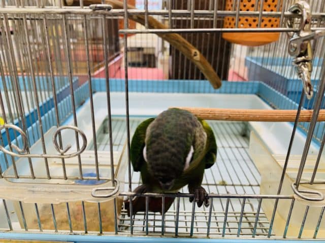 べたなれ♡ウロコインコがやってきた! ホオミドリウロコインコ