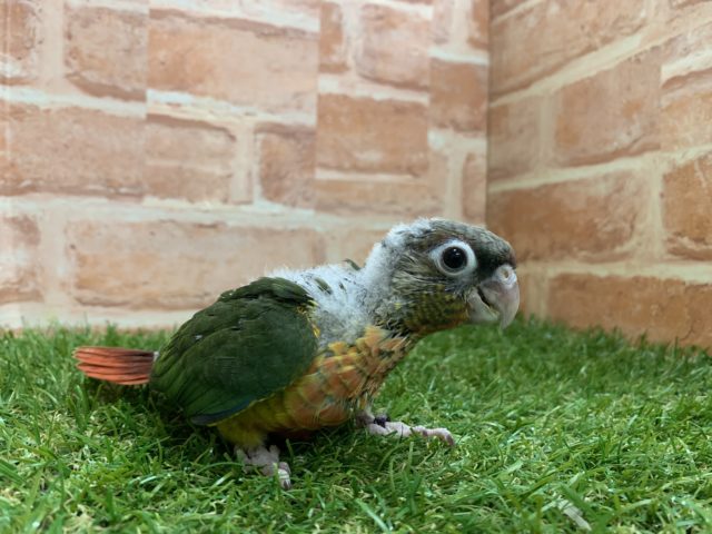 ワキコガネウロコインコ