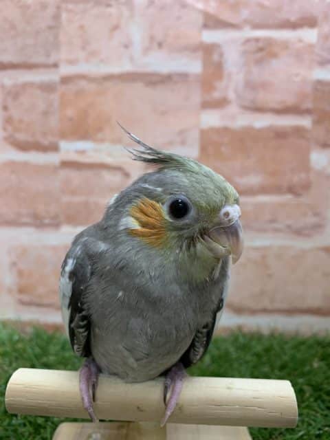 オカメインコ