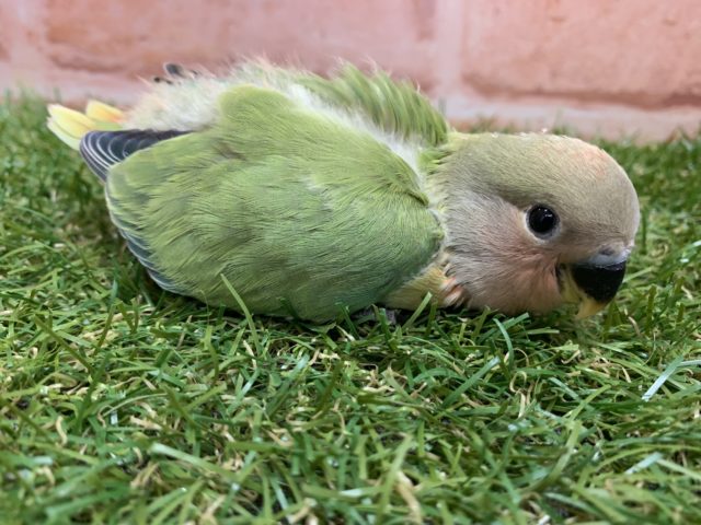 コザクラインコ（小桜インコ）