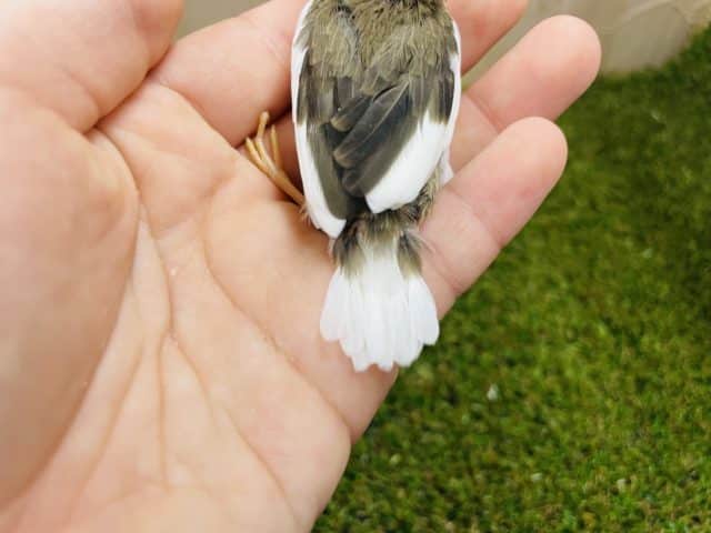 十姉妹（ジュウシマツ）