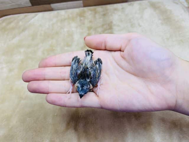 錦花鳥（キンカチョウ）