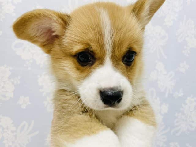 ウェルシュコーギー・ペンブローグ