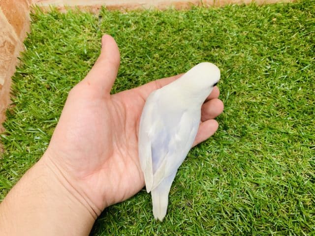 コザクラインコ（小桜インコ）