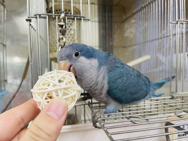 オキナインコ