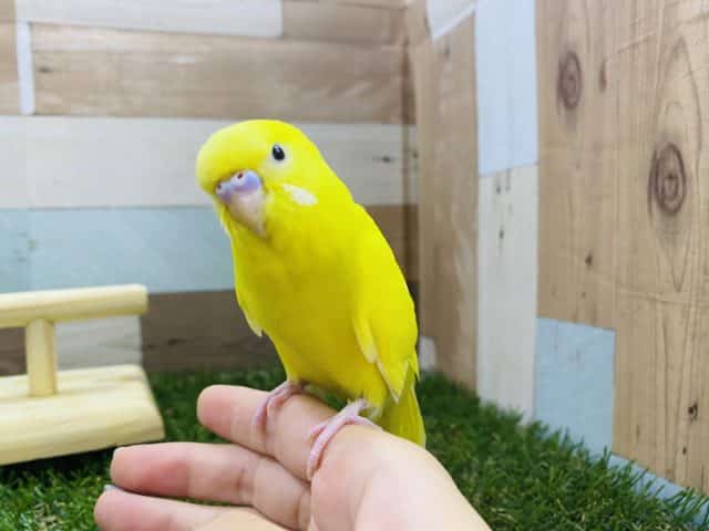 セキセイインコ