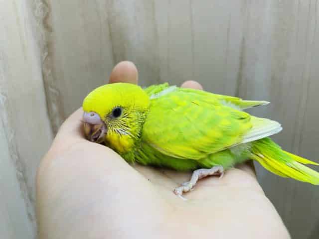 セキセイインコ