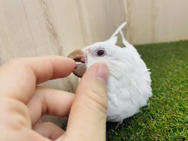 オキナインコ