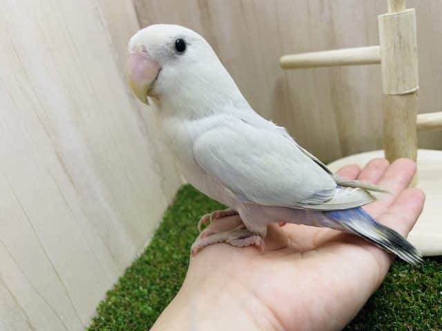 コザクラインコ（小桜インコ）