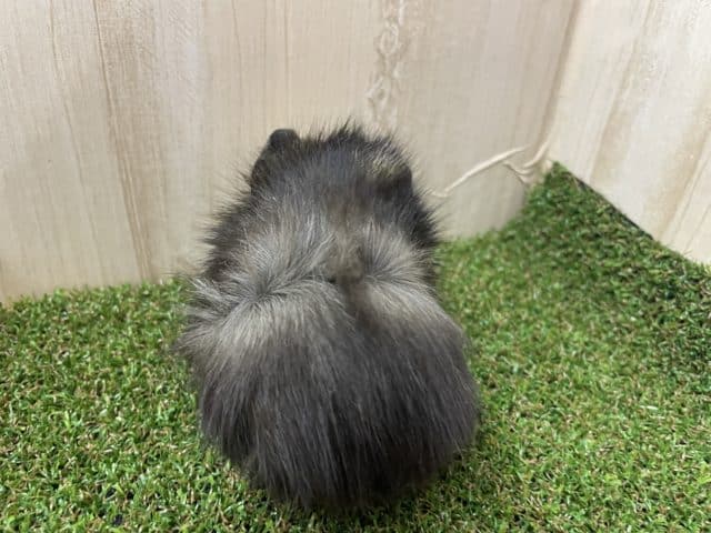 アビシニアンモルモット