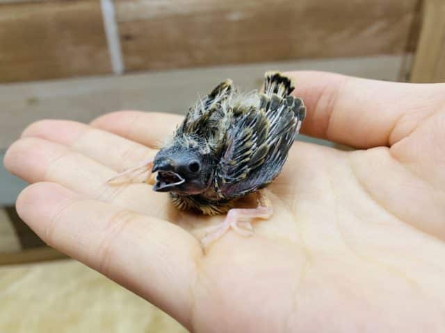 錦花鳥（キンカチョウ）