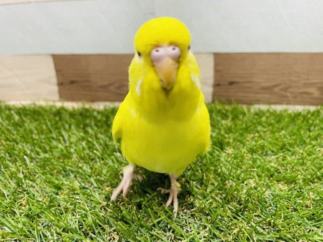 ジャンボセキセイインコ