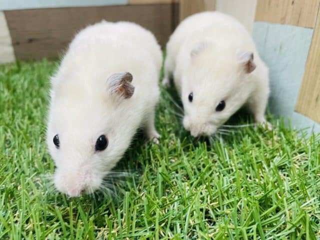 ゴールデンハムスター