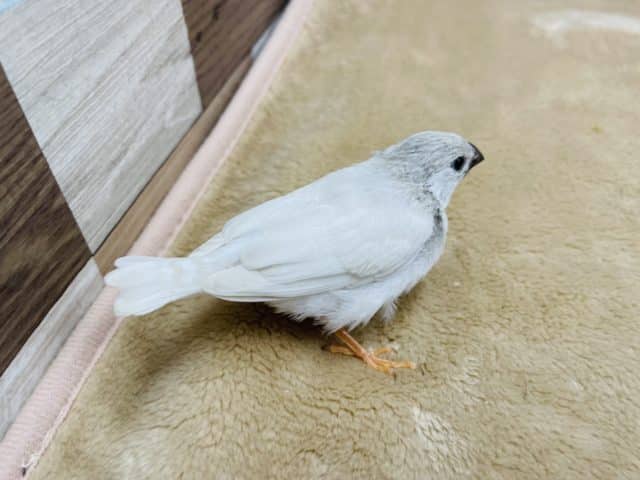 錦花鳥（キンカチョウ）