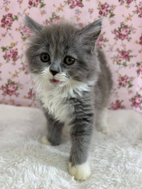 可愛さの中に凛々しさあり!☆サイベリアン☆ サイベリアン