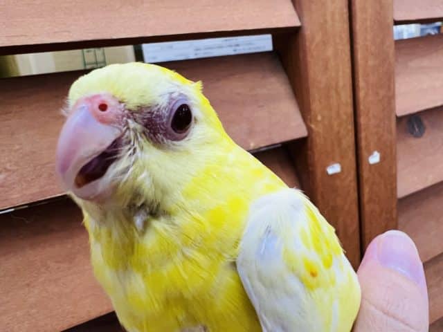 ビセイインコ（美声インコ）