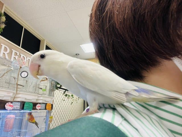 コザクラインコ（小桜インコ）