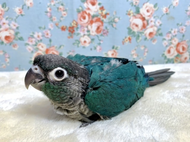 ホオミドリウロコインコ