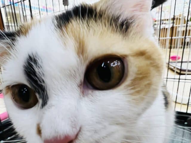 スコティッシュフォールド