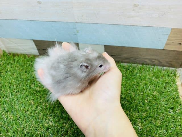 白い縁取り!!人気の高いセーブルハムスター男の子やって来ました♪ ゴールデンハムスター