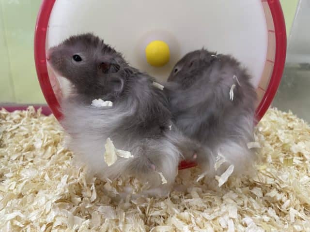 長毛カラーハムスター