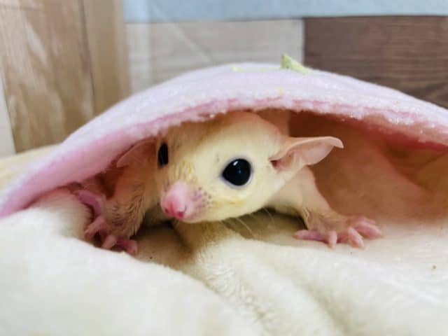 フクロモモンガ