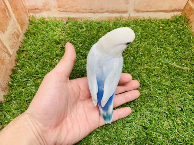 コザクラインコ（小桜インコ）