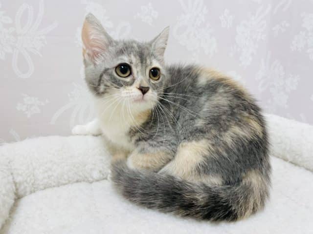 アメリカンカール