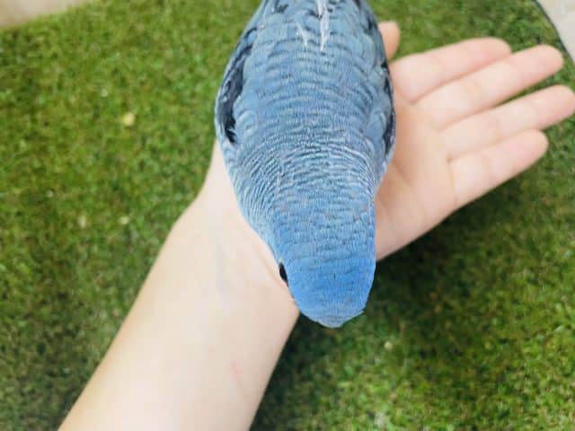 サザナミインコ