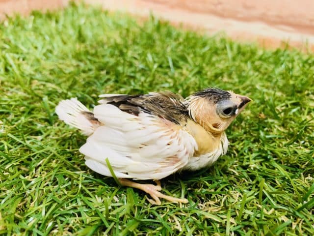 十姉妹（ジュウシマツ）