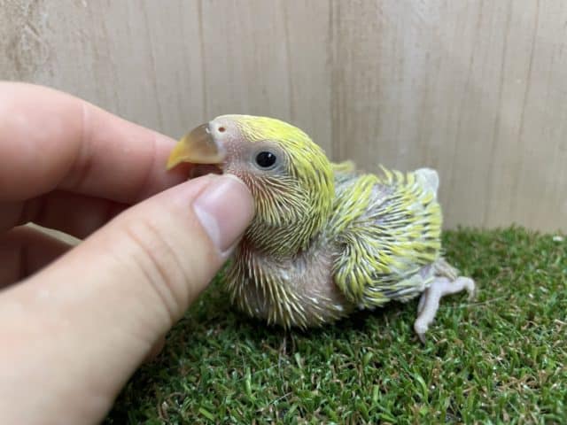 コザクラインコ（小桜インコ）