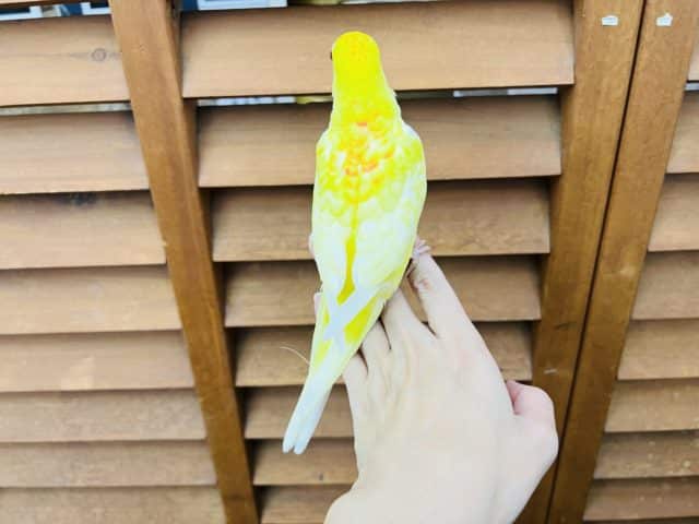 ビセイインコ（美声インコ）