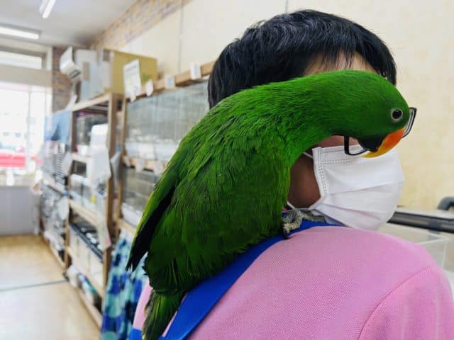 オオハナインコ