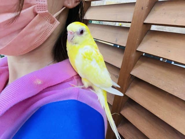 ビセイインコ（美声インコ）